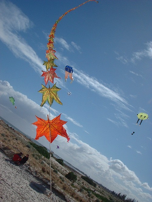 Different Kinds Of Kites Illustrated By Our Kite Festival Experiences Different Kinds Of Kites Illustrated By Our Kite Festival Experiences