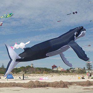 A very realistic inflatable Whale kite in flight.