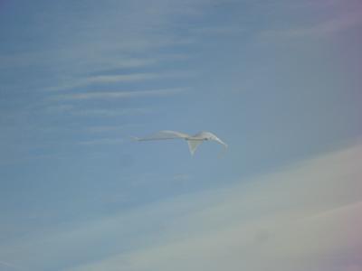 gliding down to the grass