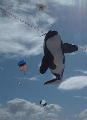 Large Killer Whale inflatable. Large Killer Whale inflatable.