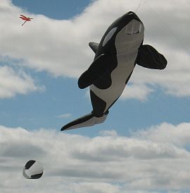 The large killer whale inflatable.