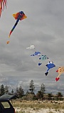 Adelaide Kite Festival 2016 - train of Ray kites.