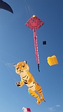 Adelaide Kite Festival 2016 - tiger inflatable.