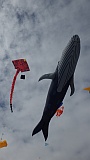 Adelaide Kite Festival 2016 - whale kite.