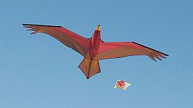 Bird kites don't come much better than this sparred 3D example... Bird kites don't come much better than this sparred 3D example...