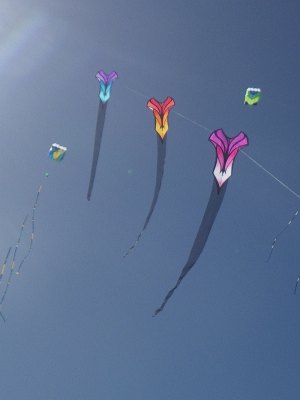 A train of Brasington art kites seen at the Adelaide Kite Festival.
