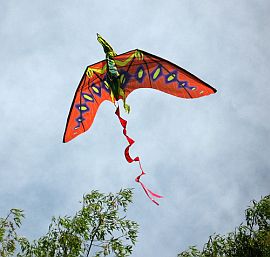A very cool kite modeled after a flying pre-historic creature.