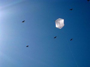 A big white Rokkaku with birds posing in the background.