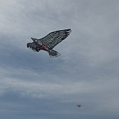 eagle kite
