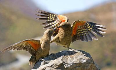 Kea (Nestor notabilis)