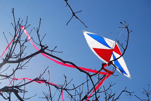 Kite Fighting - someone's colorful fighter kite stuck in a tree.