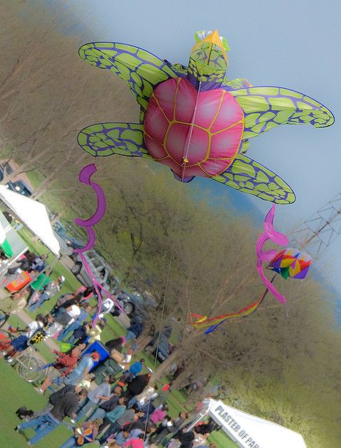 An unusual turtle kite proving its airworthiness.