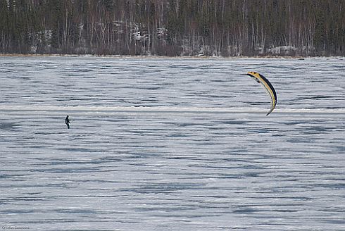 A lone kite-powered skier near a forest.