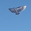 Murray Bridge Kite Festival 2016 - Eagle kite.