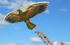 Kea Kite in Flight 